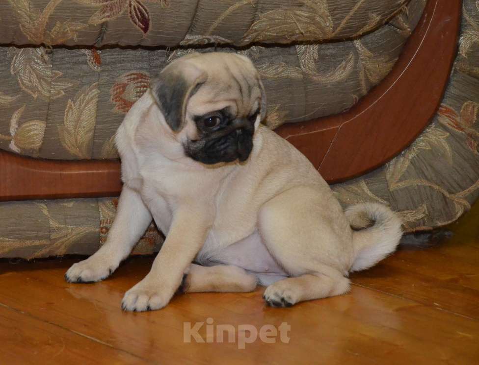 Собаки в Твери: Малышка мопса Девочка, 30 000 руб. - фото 5