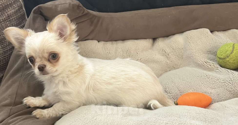 Собаки в Санкт-Петербурге: Щенок чихуахуа, сука Девочка, 50 000 руб. - фото 6