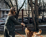 Собаки в Москве: Микки ищет дом Мальчик, Бесплатно - фото 8
