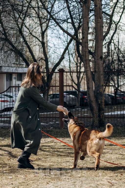 Собаки в Москве: Микки ищет дом Мальчик, Бесплатно - фото 8