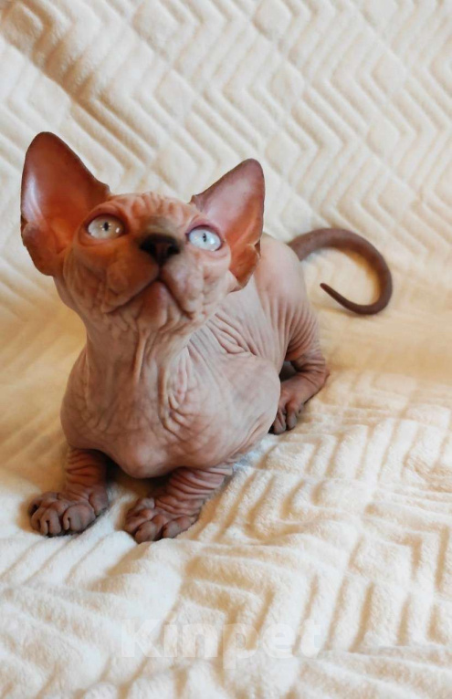 Кошки в Москве: Котёнок канадского сфинкса Мальчик, 35 000 руб. - фото 5