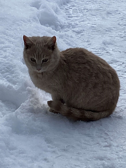 Котик персиковый , подросток 