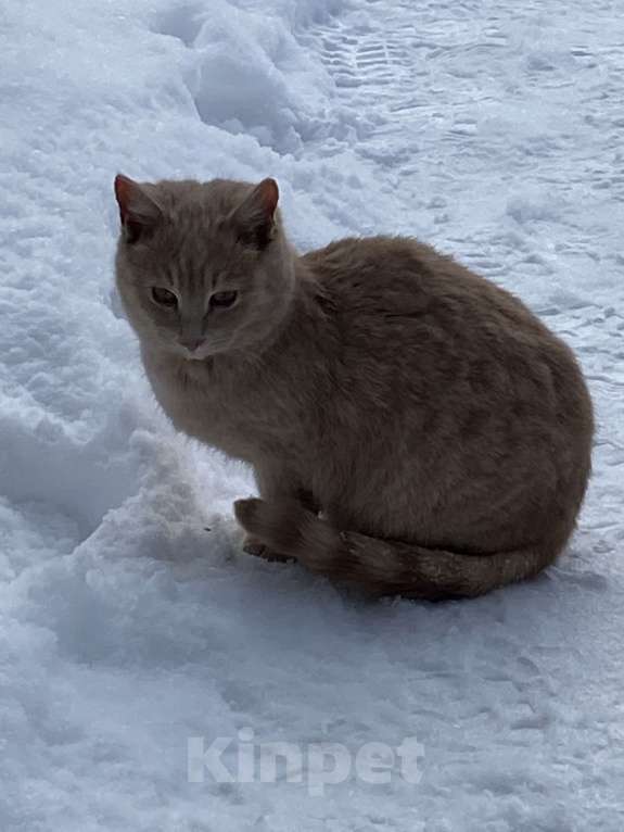 Кошки в Москве: Котик персиковый , подросток  Мальчик, Бесплатно - фото 1