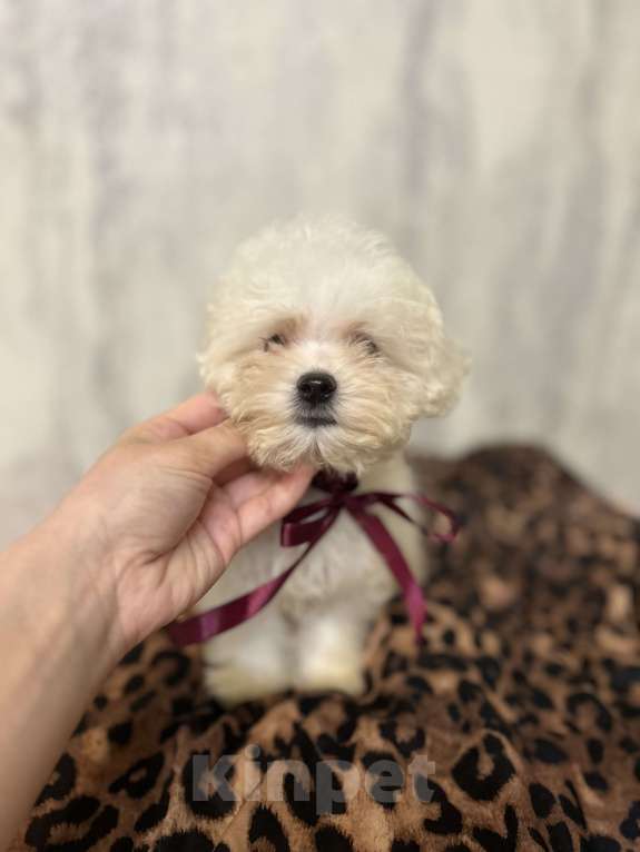 Собаки в Москве: Мальтипу микро Девочка, 55 000 руб. - фото 2