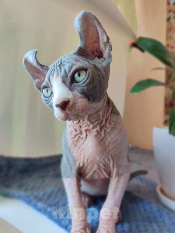 Кошки в других городах Краснодарского края: Эльф, Канадский сфинкс  Мальчик, 35 000 руб. - фото 5