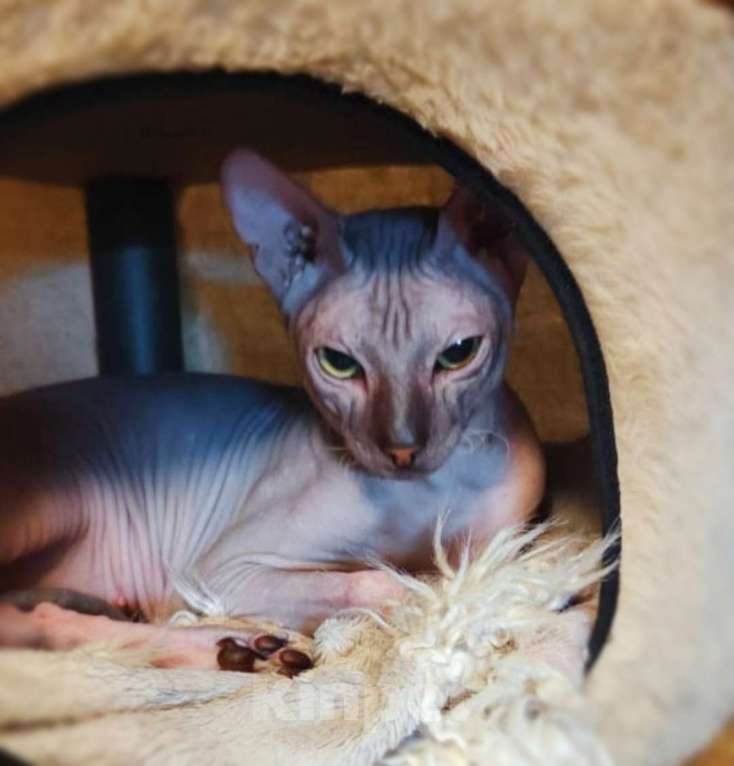 Кошки в Екатеринбурге: Котёнок донской сфинкс  Мальчик, Бесплатно - фото 8
