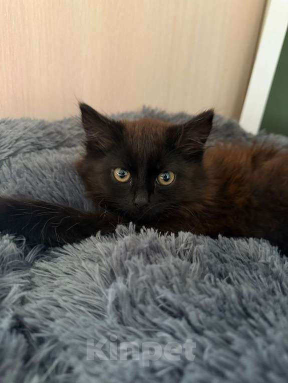 Кошки в Москве: Котенок девочка ищет семью Девочка, Бесплатно - фото 1
