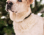 Собаки в Москве: Тимоша ищет дом! Мальчик, Бесплатно - фото 6