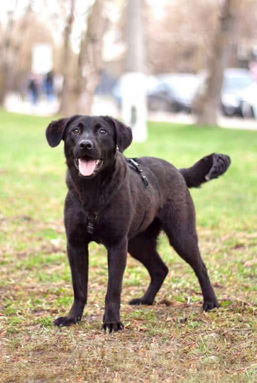 Собаки в Москве: Мини-лабрадор Акулина Девочка, Бесплатно - фото 5