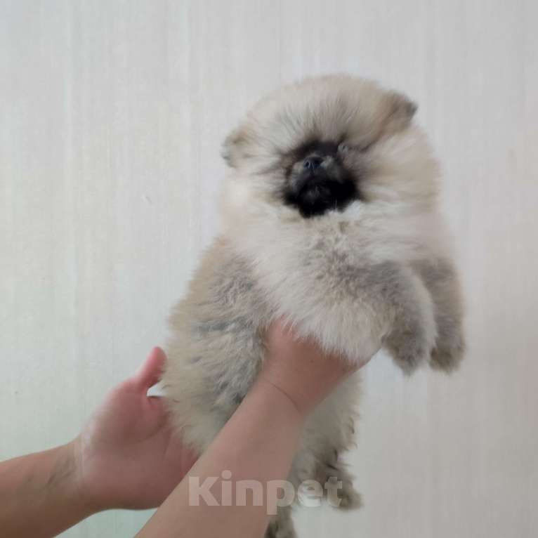 Собаки в Яхроме: Малыш, 2,5 месяца, есть первая прививка.  Мальчик, 30 000 руб. - фото 3