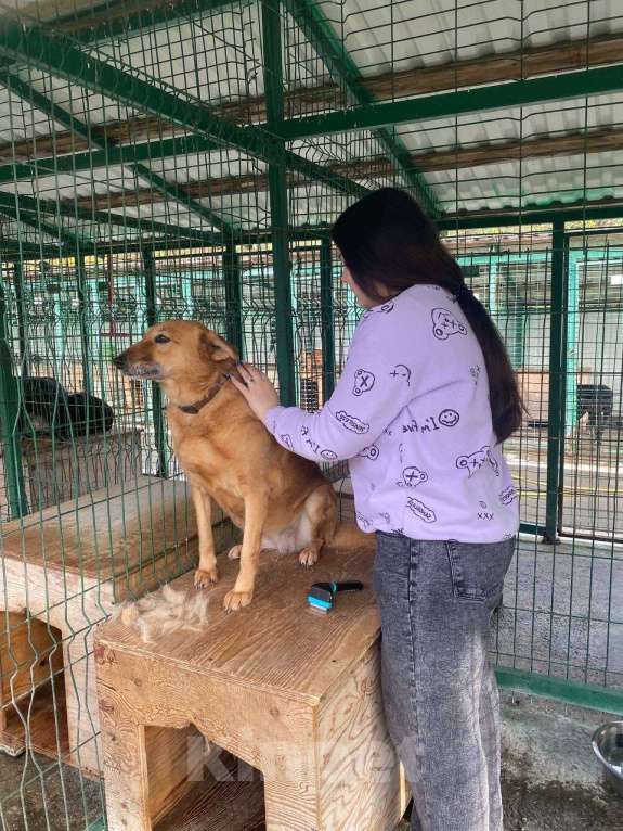 Собаки в других городах Краснодарского края: Молли из приюта Поводог Сочи (отправим в любой город) Девочка, Бесплатно - фото 6