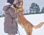 Собаки в Наро-Фоминске: Панчо: для тех, кто любит размах, размер и рыжих Мальчик, Бесплатно - фото 7