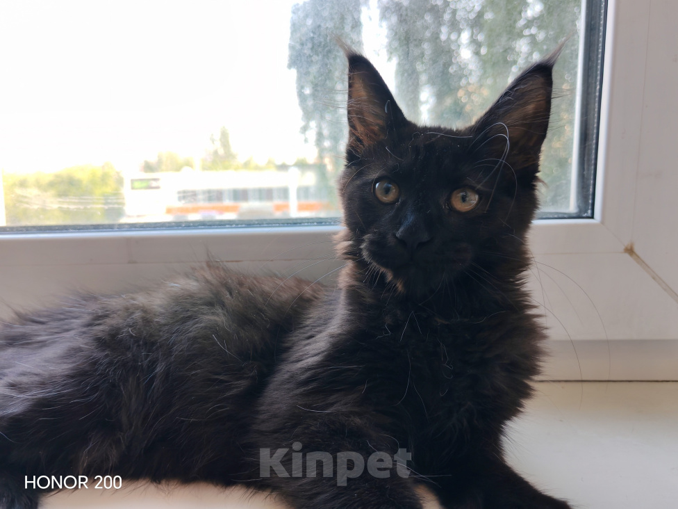 Кошки в Братске: Мини Линкс Сьюзи Девочка, Бесплатно - фото 3