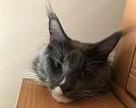 Кошки в Лысьве: Кот Мэйн-Кун мальчик Мальчик, 25 000 руб. - фото 3