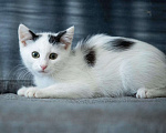 Кошки в Москве: Красивые домашние котята в добрые руки Мальчик, Бесплатно - фото 6