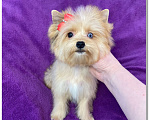 Собаки в Москве: Йорк мини девочка рыжая голубоглазая Девочка, 95 000 руб. - фото 4