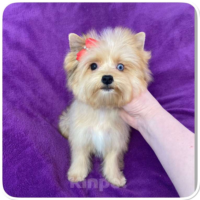 Собаки в Москве: Йорк мини девочка рыжая голубоглазая Девочка, 95 000 руб. - фото 4