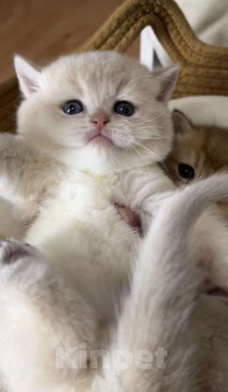 Кошки в Москве: Британская девочка лилового окраса 🤍 Девочка, 50 000 руб. - фото 2