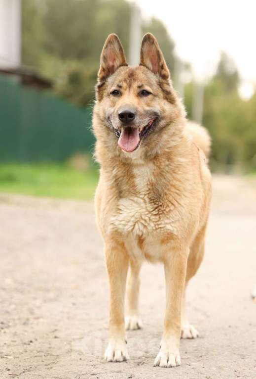 Собаки в Химках: Рыжий Мальчик, Бесплатно - фото 2