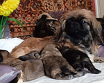Собаки в Алексеевке:  Продаю щенков пекинесов Мальчик, 6 000 руб. - фото 3