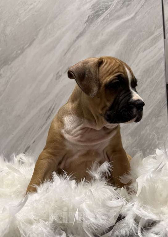 Собаки в Москве: Щенок американского стаффордширского терьера! Мальчик, 65 000 руб. - фото 6