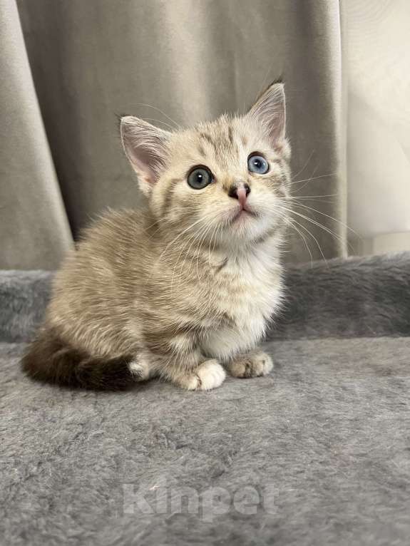 Кошки в Ростове-на-Дону: Манчкин (Мини) Девочка, Бесплатно - фото 6