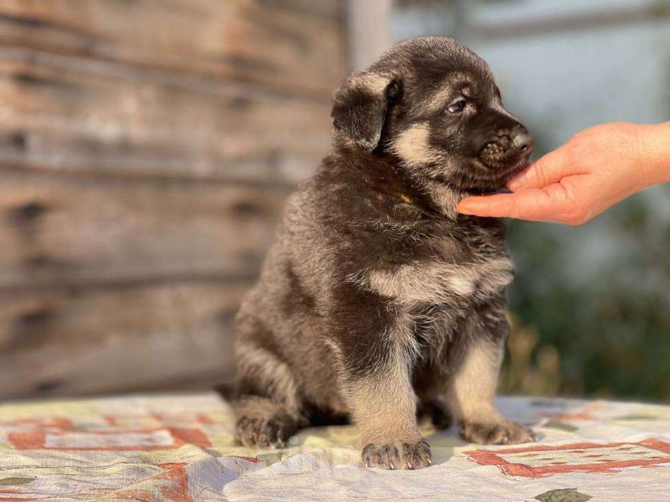 Собаки в других городах Ленинградской области: Сука ВЕО от Гордость Питера Церри Бой х Гроза Девочка, 40 000 руб. - фото 3