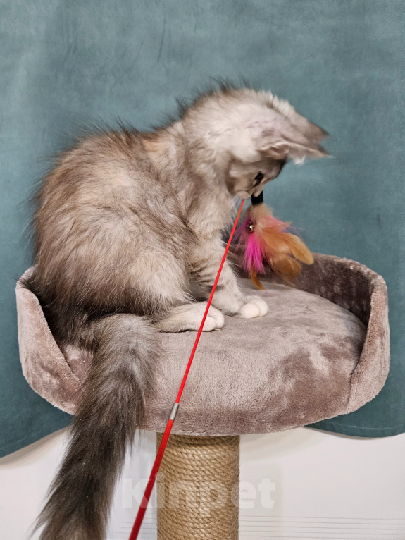 Кошки в Мытищах: Котёнок Мейн-кун Девочка, 40 000 руб. - фото 5