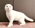 Кошки в Москве: Белый вислоухий котенок-шотландец Мальчик, Бесплатно - фото 2