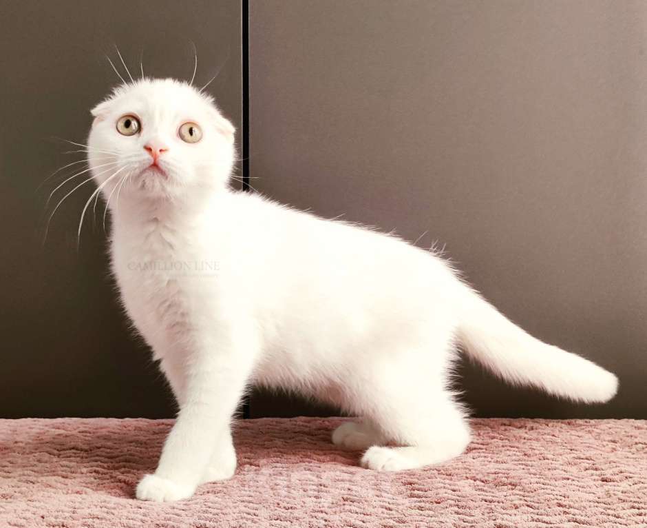 Кошки в Москве: Белый вислоухий котенок-шотландец Мальчик, Бесплатно - фото 2