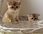 Кошки в Москве: Котята британской золотой шиншиллы ищут свою хозяйку Девочка, 25 000 руб. - фото 7