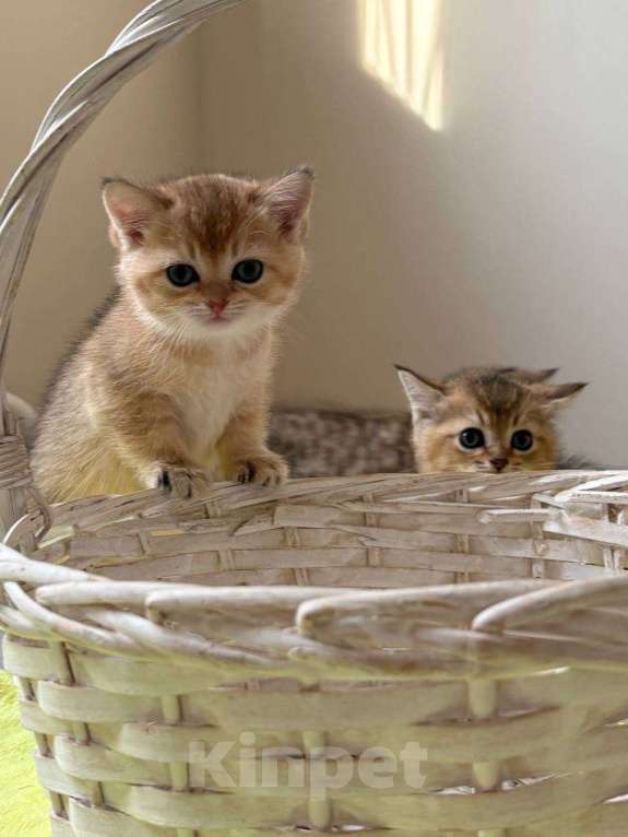 Кошки в Москве: Котята британской золотой шиншиллы ищут свою хозяйку Девочка, 25 000 руб. - фото 7