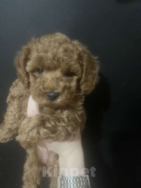 Собаки в Санкт-Петербурге: Щенки Той-пуделя Девочка, 80 000 руб. - фото 1