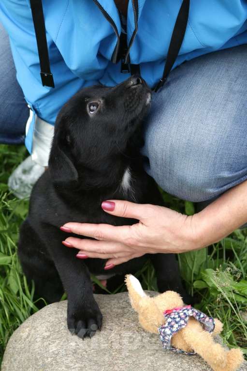 Собаки в Санкт-Петербурге: Отдам щенка бесплатно. Девочка, Бесплатно - фото 3