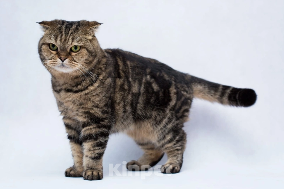 Кошки в Москве: Малинка 3 года ждет свою семью, но никто ее не забирает Девочка, Бесплатно - фото 3