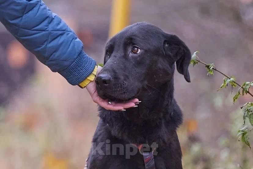 Собаки в Москве: Зорро 3,5 года. ищет семью. Мальчик, Бесплатно - фото 5