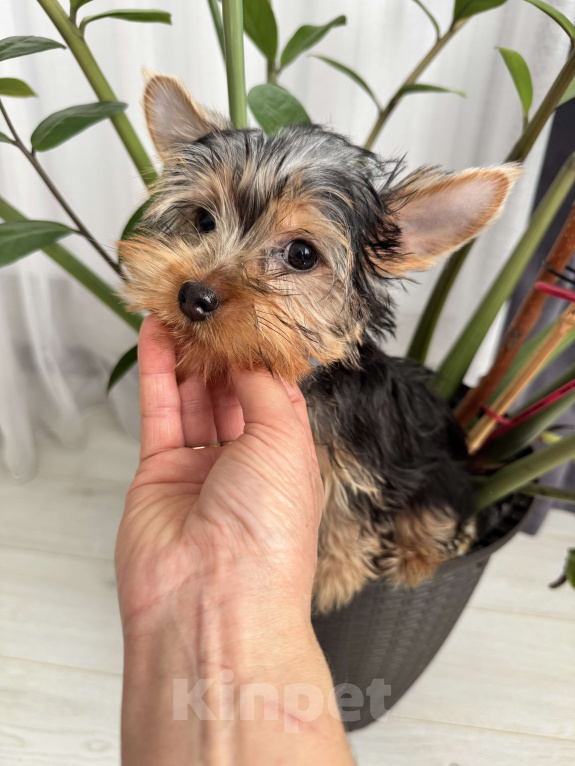 Собаки в Москве: Йорки мини Девочка, 18 000 руб. - фото 3