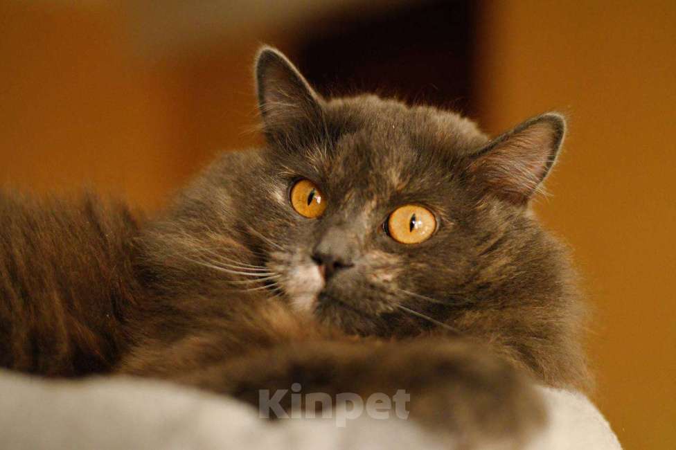 Кошки в Москве: кошка Хлоя в добрые руки Девочка, Бесплатно - фото 6