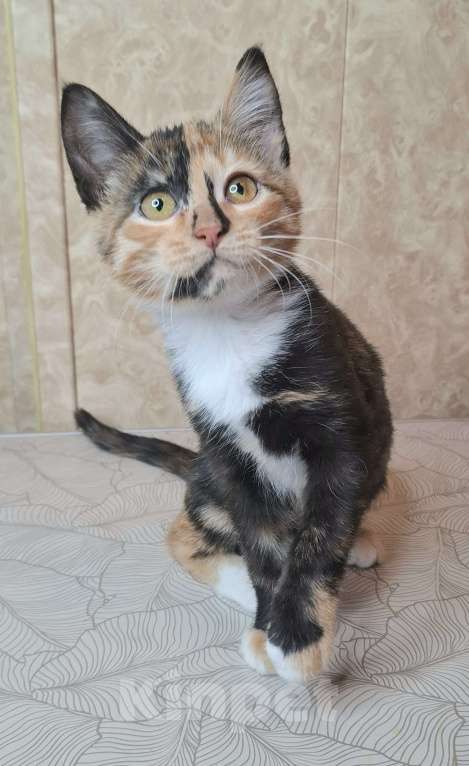 Кошки в Москве: Котёнок с интересным окрасом в добрые руки  Девочка, Бесплатно - фото 10