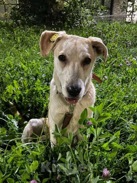 Собаки в Москве: Отдадим солнечного красавчика Барабашку в заботливые руки Мальчик, 1 руб. - фото 4
