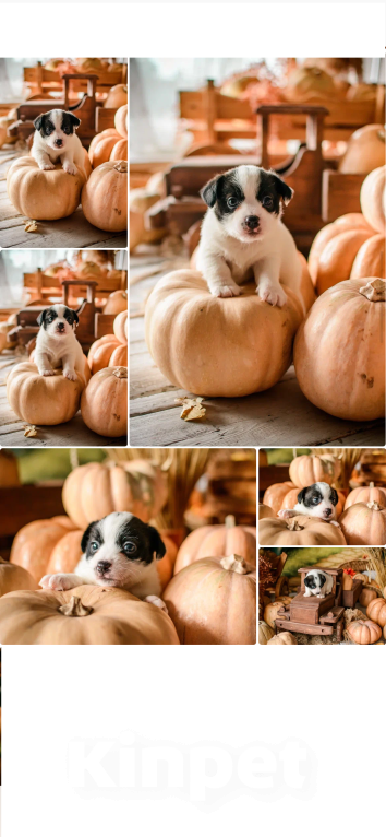 Собаки в Симферополе: Шикарный мальчик Джек Рассел терьер  Мальчик, 30 000 руб. - фото 3