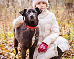 Собаки в Москве: Самый лучший домашний парень в поисках семьи! Мальчик, Бесплатно - фото 3