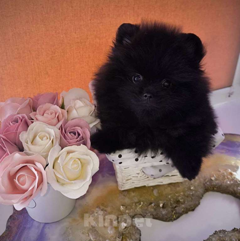 Собаки в Москве: Померанский шпиц черного окраса Мальчик, Бесплатно - фото 3