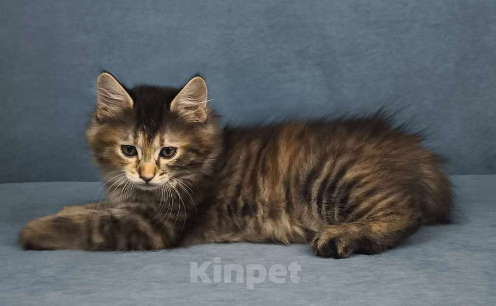 Кошки в Егорьевске: Курильский бобтейл Девочка, 50 000 руб. - фото 2