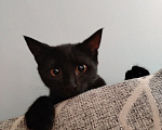 Кошки в Майкопе: Черная кошка Девочка, 10 руб. - фото 3