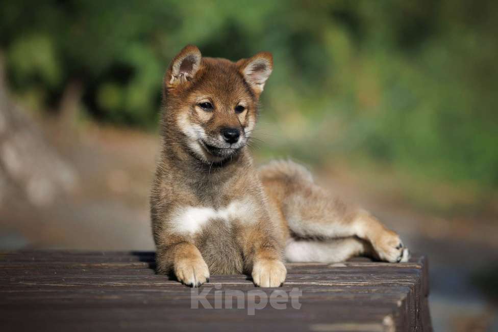 Собаки в Москве: Щенок сиба ину редкого окраса сезам  Девочка, 80 000 руб. - фото 2