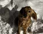 Собаки в Туле: Активная девочка Английский кокер-спаниель Девочка, 5 000 руб. - фото 1