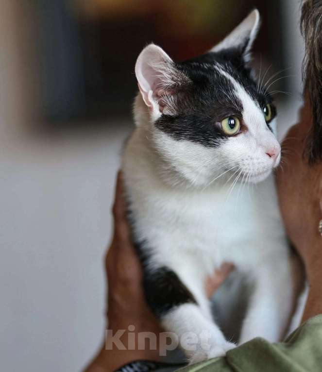 Кошки в Москве: котик очень хочет стать домашним любимцем Мальчик, Бесплатно - фото 3