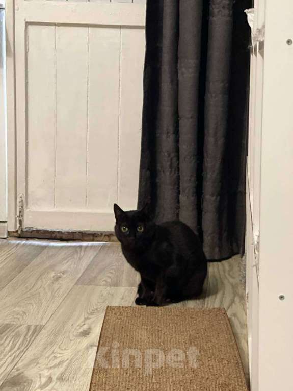 Кошки в Москве: Черничка ищет дом Девочка, Бесплатно - фото 3