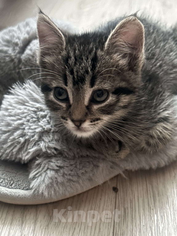 Кошки в Екатеринбурге: Котенок в добрые руки  Мальчик, Бесплатно - фото 3